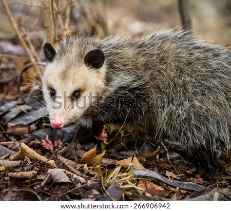 opossum up close on the ground with wet pawns