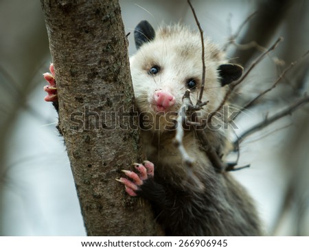 Close up of an opossum in a tree