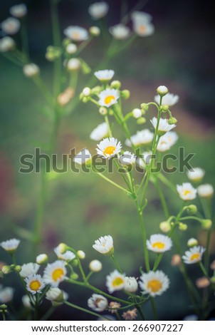 vintage picture of a meadow with flowers in tropical countries,in Thailand