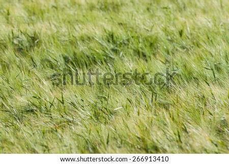 Landscape of Barley Field in early Summer