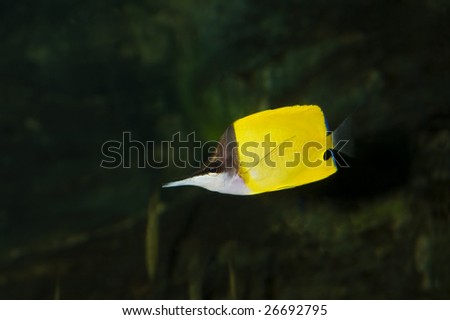 Underwater view of a butterfly fish