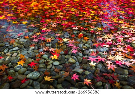 Autumn foliage in Japan. Royalty-Free Stock Photo #266956586