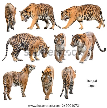 bengal tiger isolated on white background Royalty-Free Stock Photo #267001073