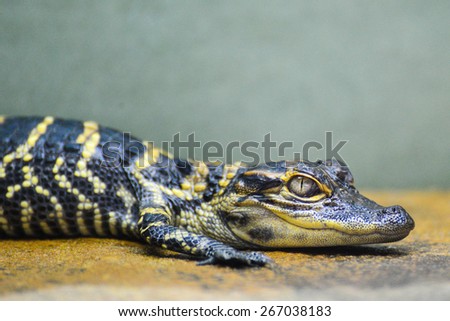 Baby alligator