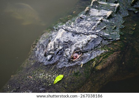 Alligator in river close up