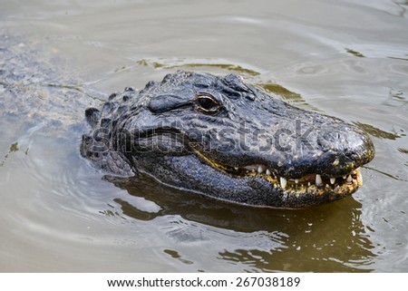 Alligator head shot