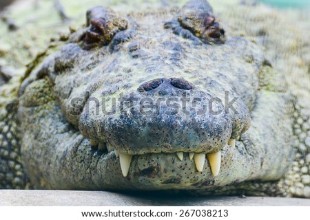 Nile crocodile close-up