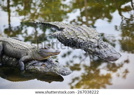 Alligator family with mother carrying her child and father alligator