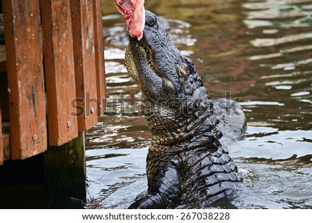 Alligator feeding in alligator theme park