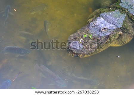 Alligator head shot in river