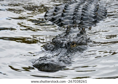 Alligator stealth in river