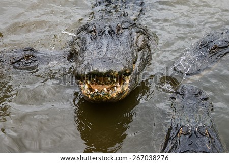 Alligators in river