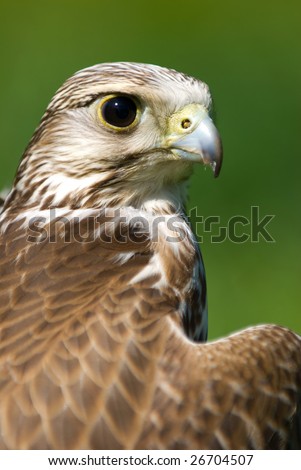 A watching brown colored falcon