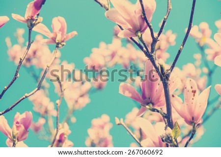Vintage effect magnolia flowers on blue sky