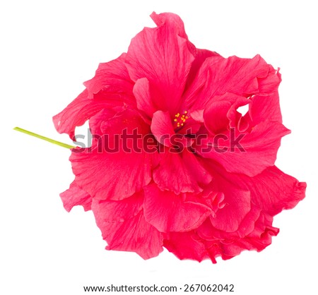pink fresh  hibiscus flower  isolated on white background
