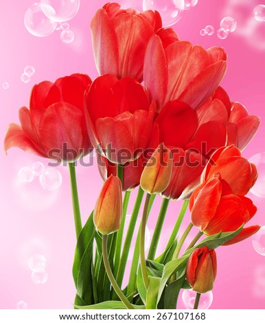 Beautiful  fresh red  garden tulips 