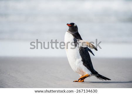 Little cute gentoo penguin portrait