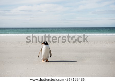 Gentoo penguin portrait in front of the Atlantic Ocean, Antarctica