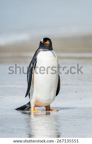 Gentoo penguin on the Falkland Islands