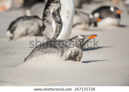 Gentoo penguin in the sand