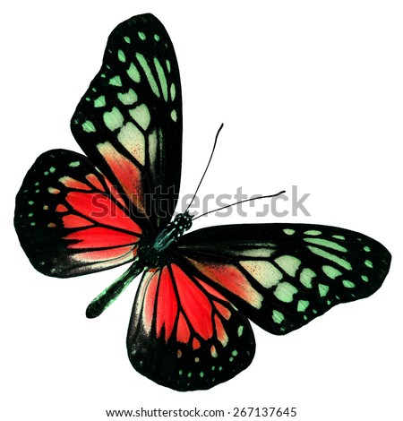 Exotic of Red Butterfly  in fancy color profile isolated on white background, beautiful butterfly