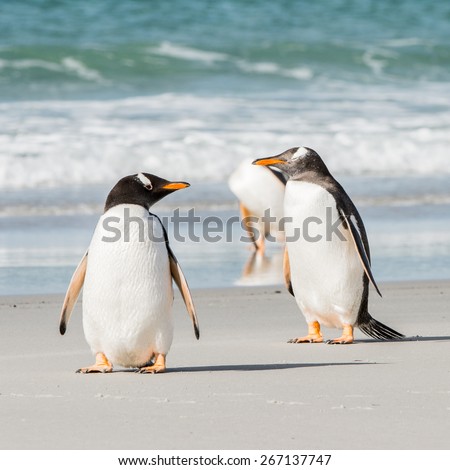 Group of the penguins in the Atlantic Ocean