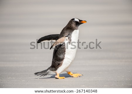 Gentoo penguin on the sand, Falkland Islands