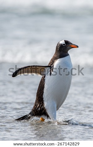 Gentoo penguin portrait, Antarctica