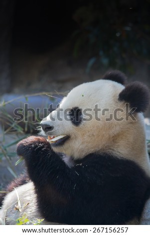 Young Panda eating bamboo shoots