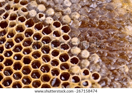 honeycomb cells natural background