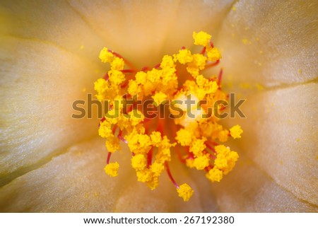 Yellow pollen of flowers in macro.