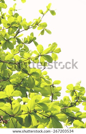 Bright green decorated leaves with branches photographed in a botanical garden showing the changes of seasons. Its spring in March. A tranquil scenery and an wonderful image for a background. 