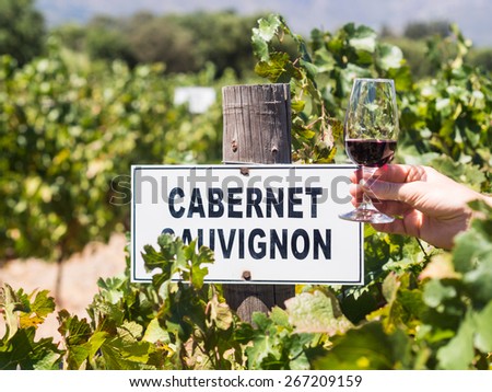 Man's hand holding a glass of red wine next to a plate reading "cabernet sauvignon" in one of the vineyards in Winelands in Western Cape, close to Franschhoek, South Africa. Horizontal orientation. Royalty-Free Stock Photo #267209159