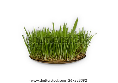  Sprouted wheat and lentils in a ceramic platter in house conditions