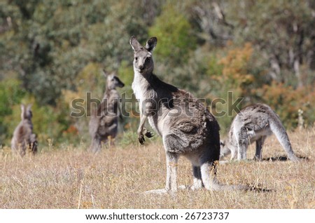 Australian Grey Kangaroo in the dry outback