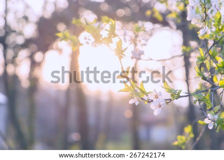 Pastel colored photo of cherry blossoms