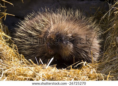 Portrait of an adult porcupine.