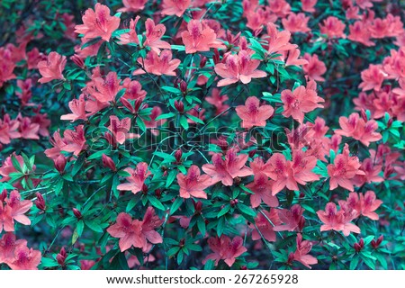 Vintage flowers, red rhododendron blossom