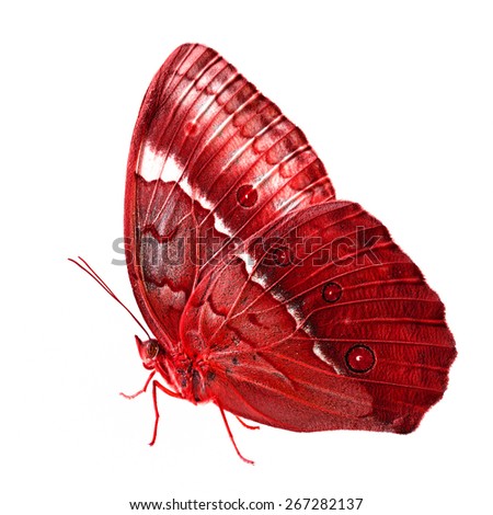 Beautiful Red butterfly isolated on white background.