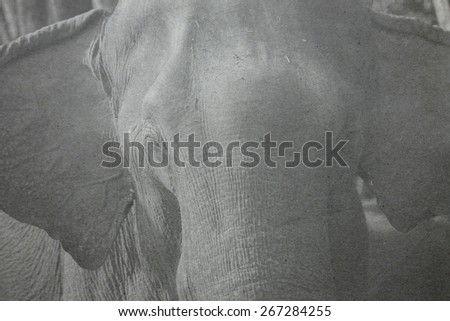 Thai elephant paper picture
