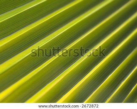 Abstract palm leaf background