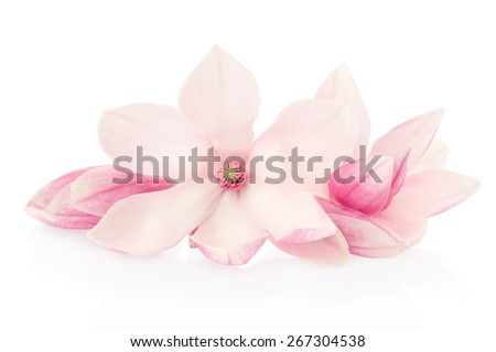 Magnolia, pink spring flowers and buds group isolated on white, clipping path included