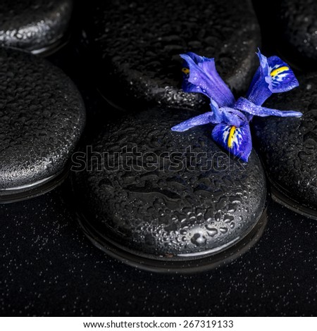 beautiful spa concept of blossoming iris flower and black zen stones on water, closeup 