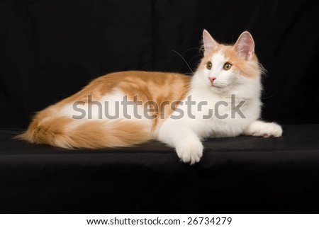 Beautiful red with white juvenile Norwegian Forest Cat on black background
