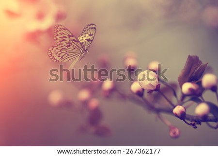 Vintage photo of butterfly and cherry blossom