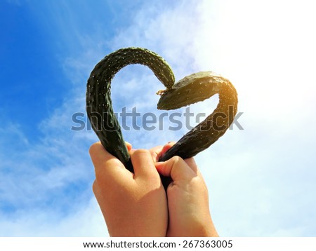 Cucumbers in the Heart Shape on the Sky Background