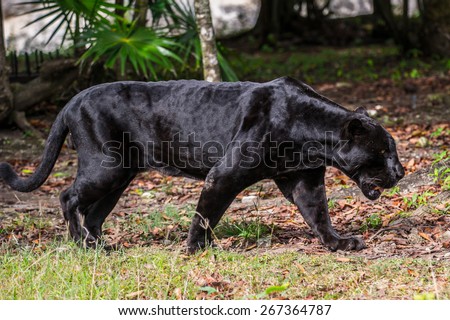 Black panther walks through the jungle