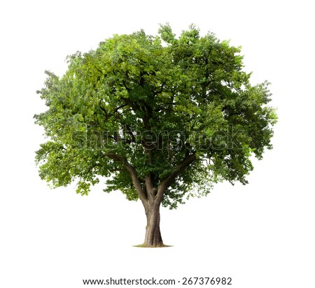 Apple Tree isolated on a white background Royalty-Free Stock Photo #267376982