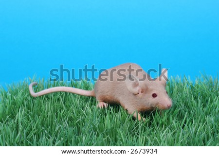 little fancy mouse on green grass