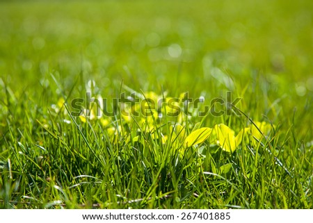 Green Grass Abstract natural backgrounds 